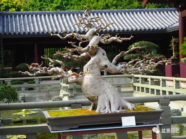 附石榕树盆景靠接示意图