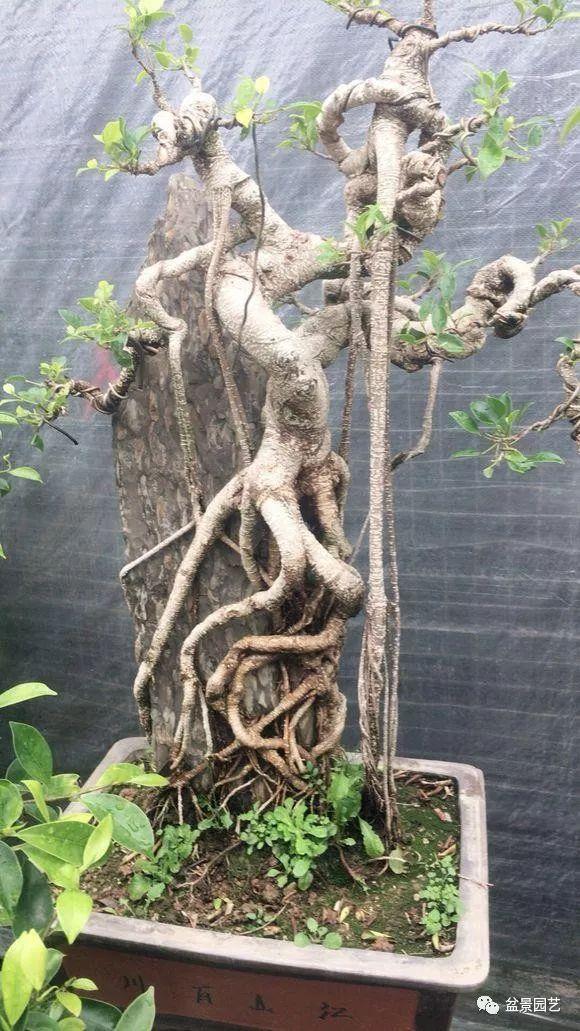 附石榕树盆景靠接示意图