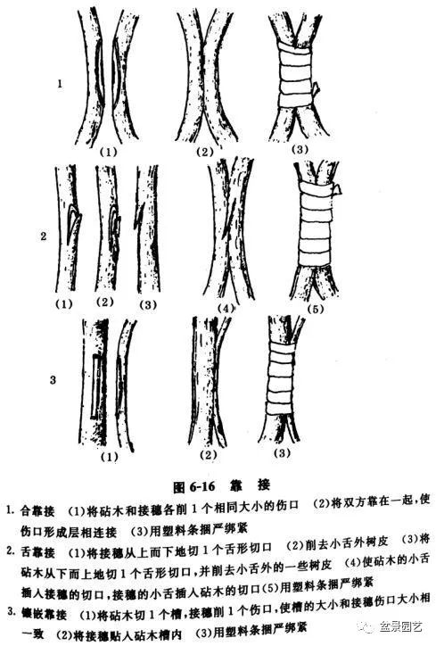 附石榕树盆景靠接示意图
