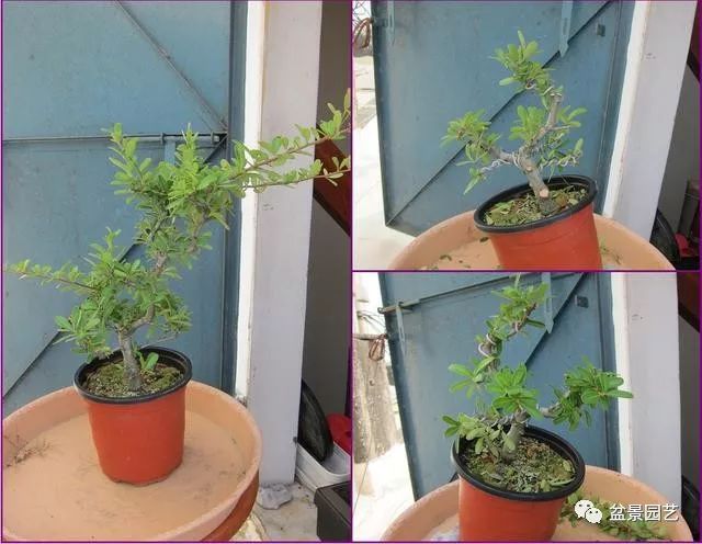图解 火棘盆景造型怎么换盆修剪的方法