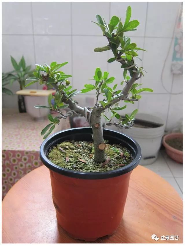 图解 火棘盆景造型怎么换盆修剪的方法
