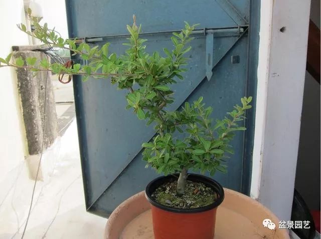 火棘盆景的造型要领 换盆修剪