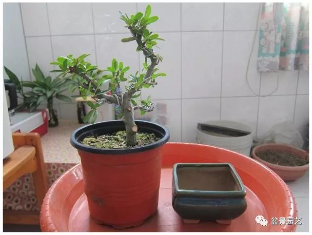 图解 火棘盆景造型怎么换盆修剪的方法
