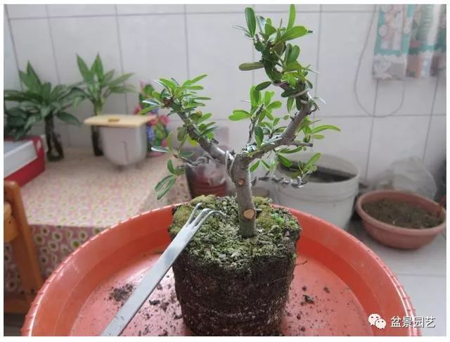 图解 火棘盆景造型怎么换盆修剪的方法