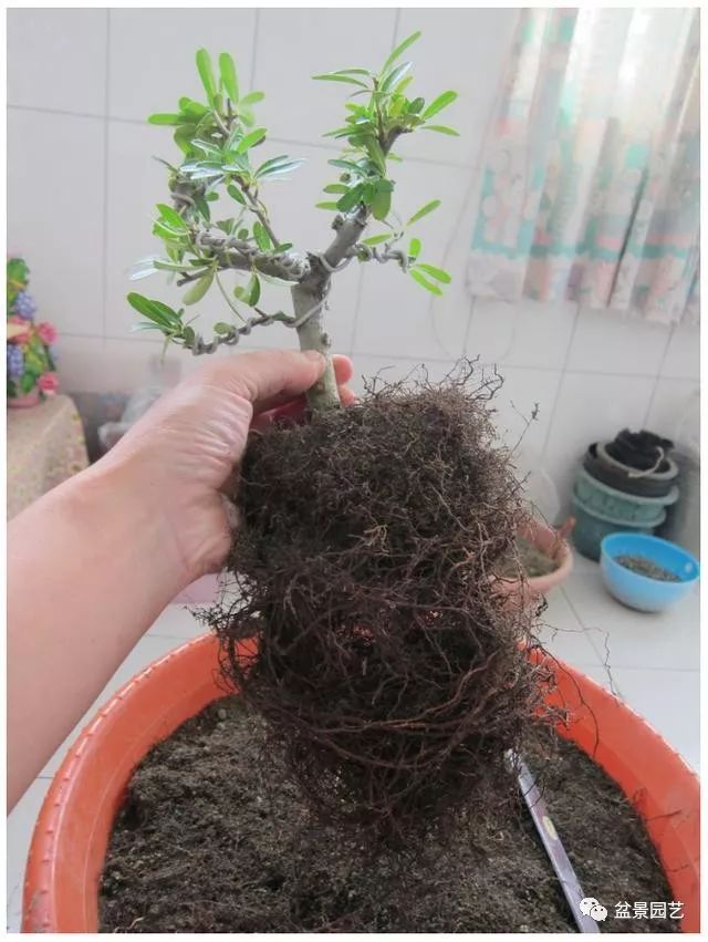 图解 火棘盆景造型怎么换盆修剪的方法