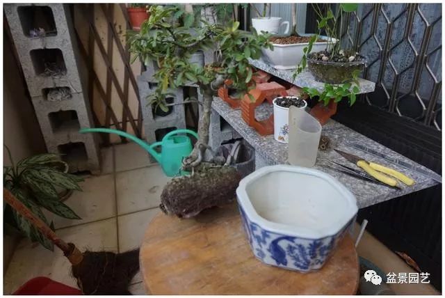 图解 火棘盆景造型怎么换盆修剪的方法