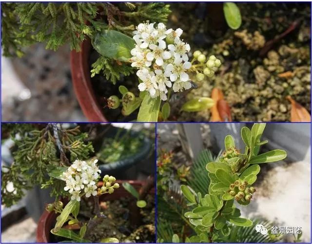 图解 火棘盆景造型怎么换盆修剪的方法