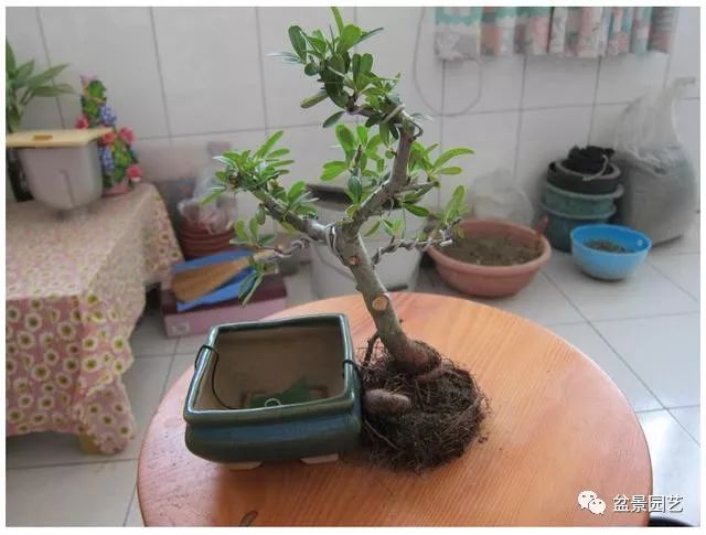 图解 火棘盆景造型怎么换盆修剪的方法