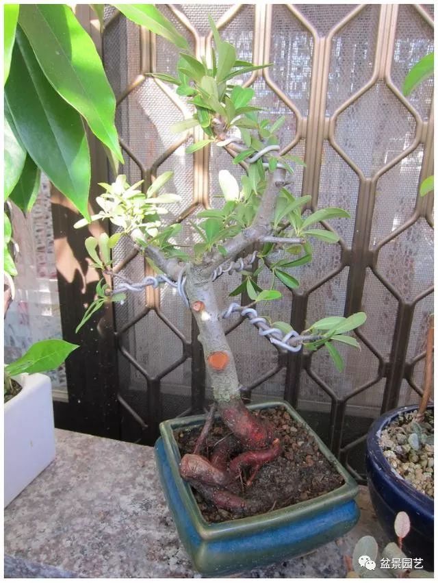 图解 火棘盆景造型怎么换盆修剪的方法