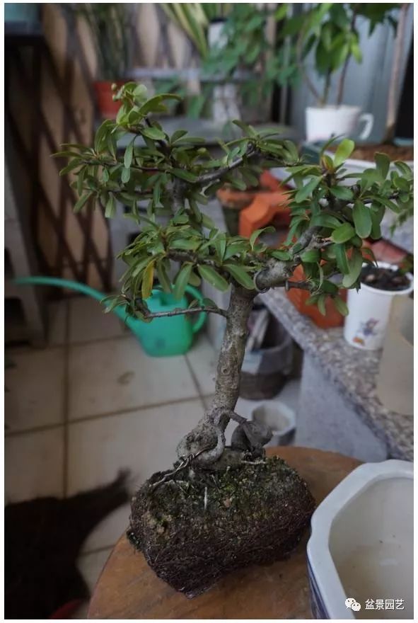 图解 火棘盆景造型怎么换盆修剪的方法