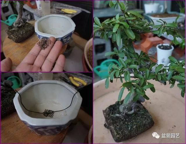 图解 火棘盆景造型怎么换盆修剪的方法