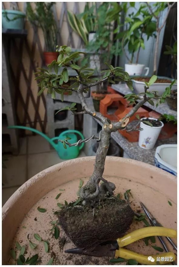 图解 火棘盆景造型怎么换盆修剪的方法
