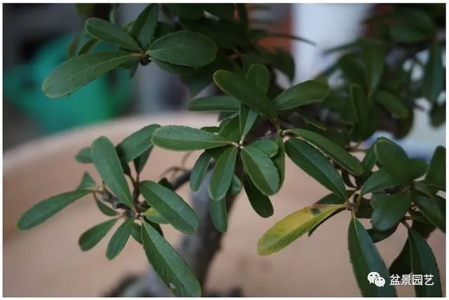 图解 火棘盆景造型怎么换盆修剪的方法