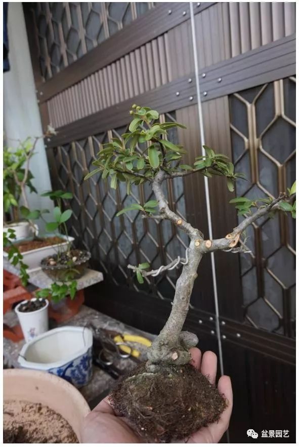 图解 火棘盆景造型怎么换盆修剪的方法