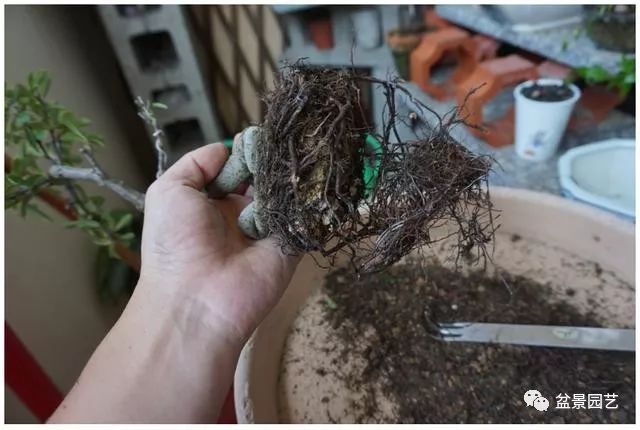 图解 火棘盆景造型怎么换盆修剪的方法