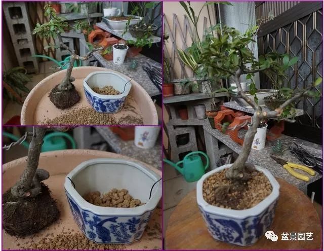 图解 火棘盆景造型怎么换盆修剪的方法