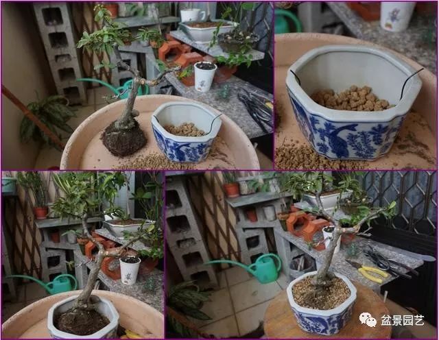 图解 火棘盆景造型怎么换盆修剪的方法