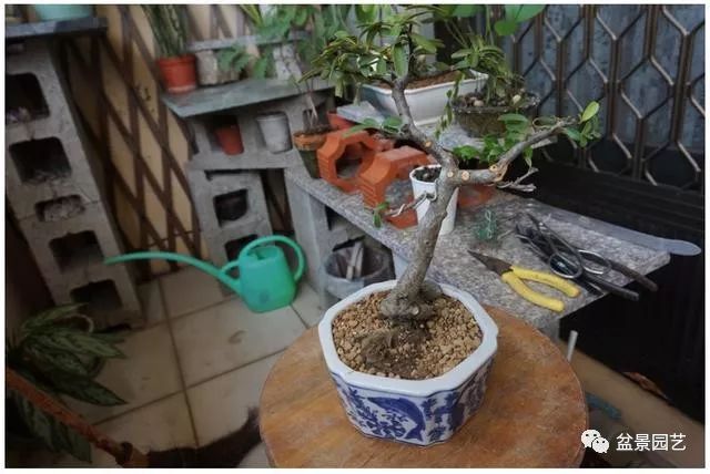 图解 火棘盆景造型怎么换盆修剪的方法