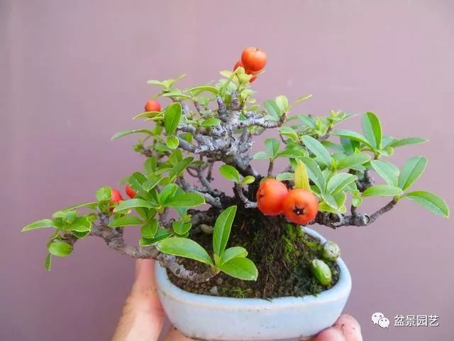 图解 火棘盆景造型怎么换盆修剪的方法