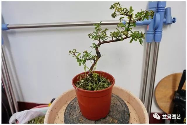 图解 火棘盆景造型怎么换盆修剪的方法