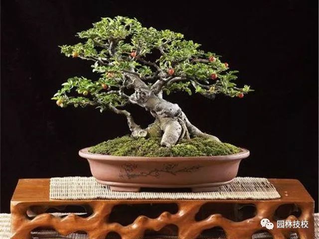 如何制作漂亮的枸杞盆景 浇水施肥与修剪？