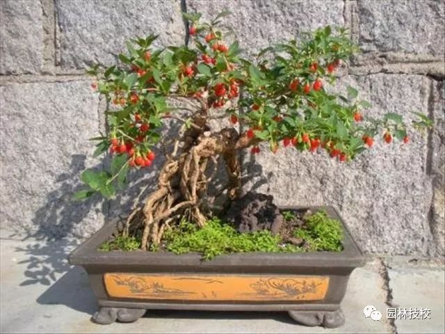 如何制作漂亮的枸杞盆景 浇水施肥与修剪？