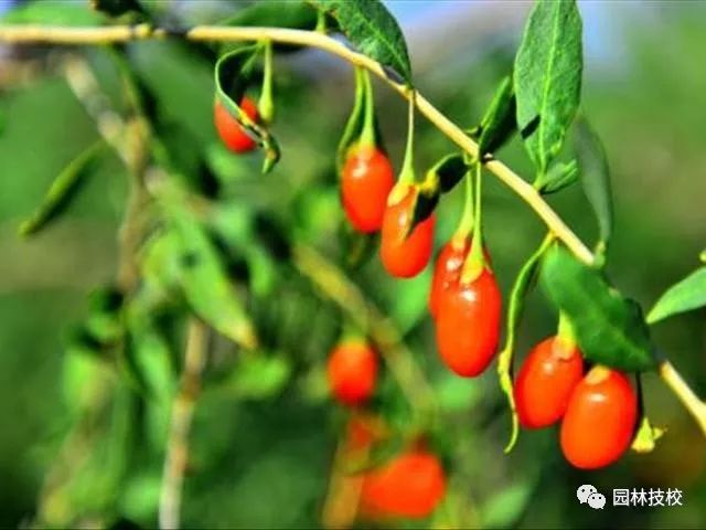 如何制作漂亮的枸杞盆景 浇水施肥与修剪？