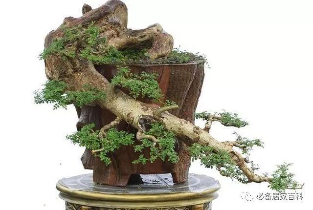 对节白蜡盆景怎么嫁接到桂花树上?具体操作你会吗?