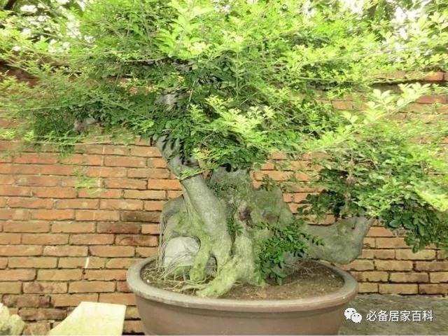 对节白蜡盆景怎么嫁接到桂花树上?具体操作你会吗?