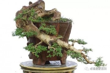 对节白蜡盆景怎么嫁接到桂花树上？具体操作你会吗？