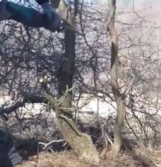 怎样采挖野外植物桩做盆景？