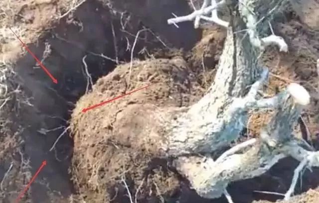 怎样采挖野外植物桩做盆景？