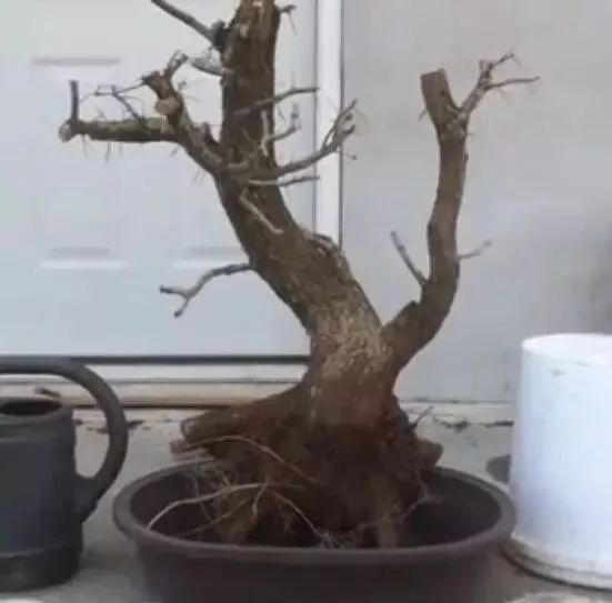 怎样采挖野外植物桩做盆景？