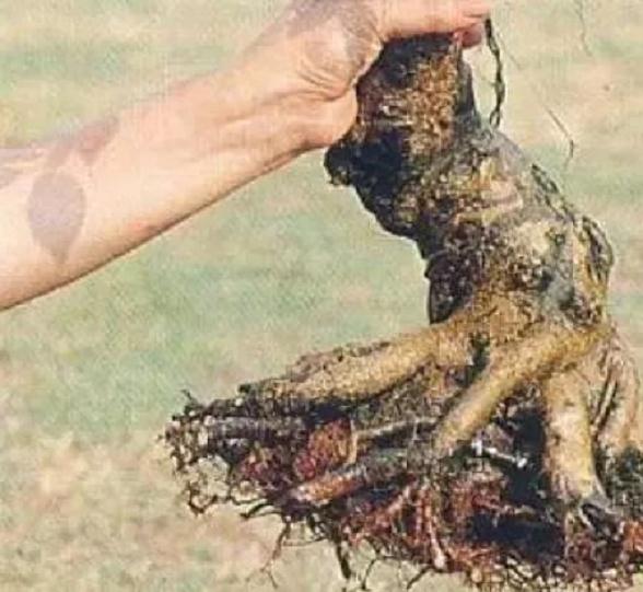 怎样采挖野外植物桩做盆景？