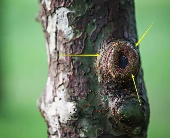 怎样采挖野外植物桩做盆景？