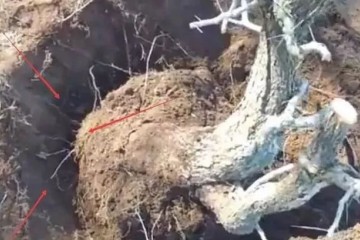 怎样采挖野外植物桩做盆景？