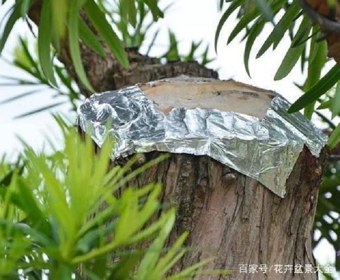 引发下山桩伤口应该怎么处理?