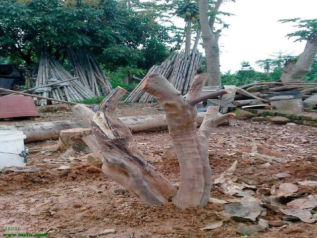 养雀梅下山桩 没做这一点 养死是迟早的事情