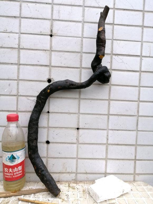 6个型号的灌木金弹下山桩 都是小老桩 看看