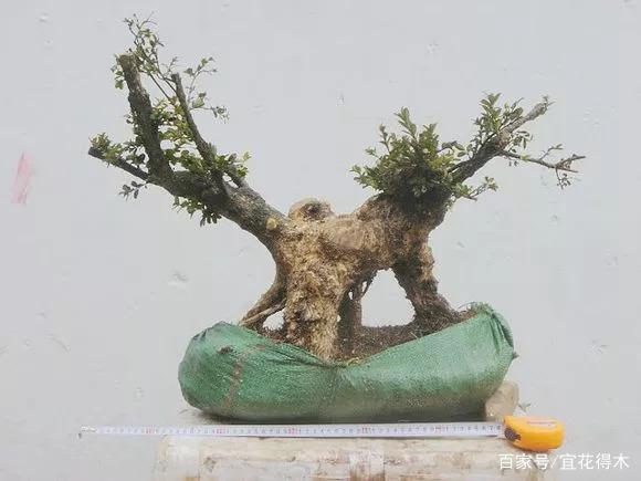 秋季下山桩的移栽养护注意事项