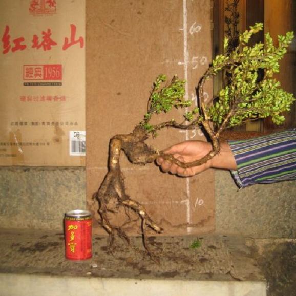 如何使用生根粉让下山桩促根?4个方法