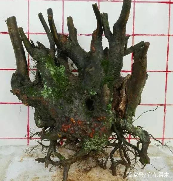 秋季下山桩的保湿与浇水