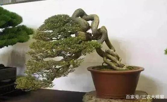 下山桩定植后 天天浇水 可提高成活率