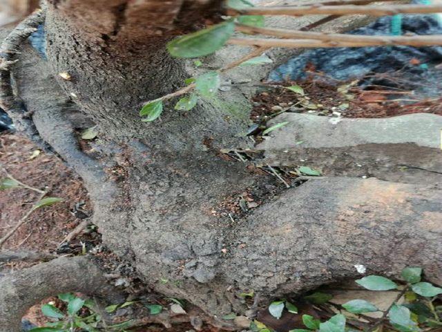 想养好铁马鞭下山桩 要按这5个步骤