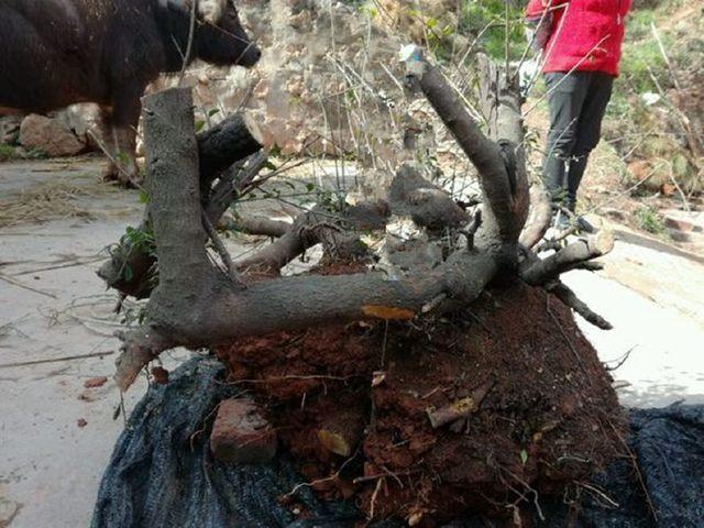 想养好铁马鞭下山桩 要按这5个步骤