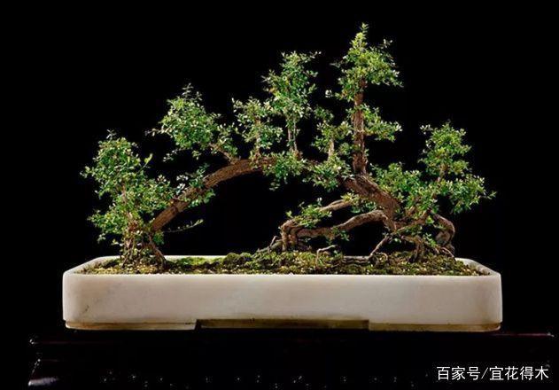 铁包金盆景的鉴赏与下山桩的栽培养护