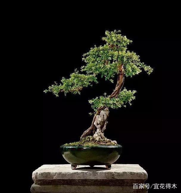 铁包金盆景的鉴赏与下山桩的栽培养护