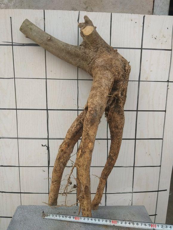 有喜欢玩对节白蜡下山桩的朋友么?