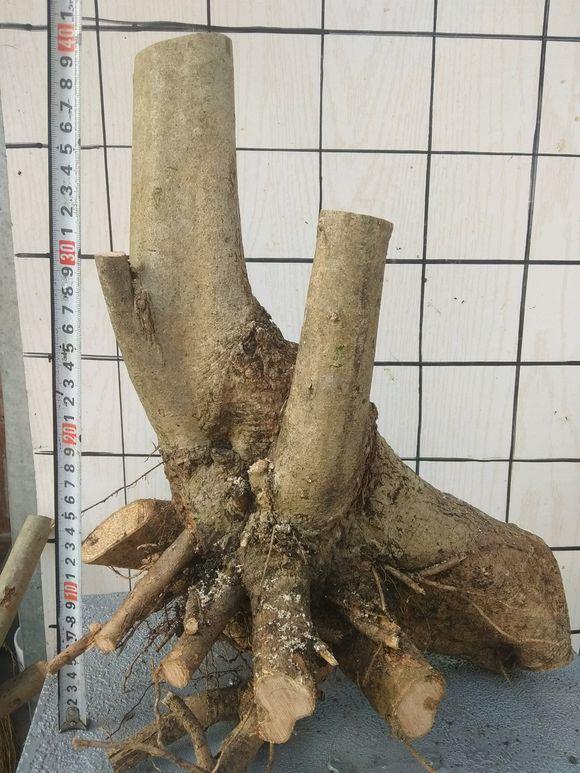 有喜欢玩对节白蜡下山桩的朋友么?