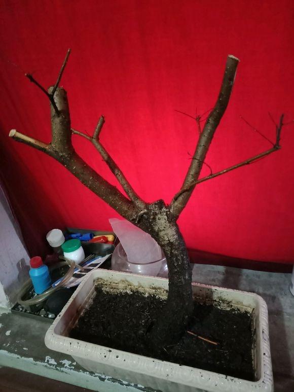 榔榆下山桩养个两三年后 就可以修剪攀扎了